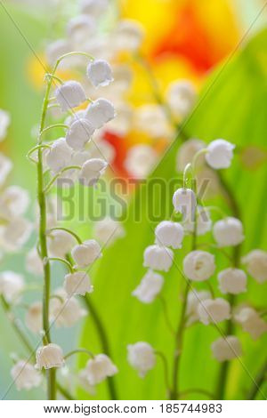 Lily of the valley (convallaria majalis) in garden