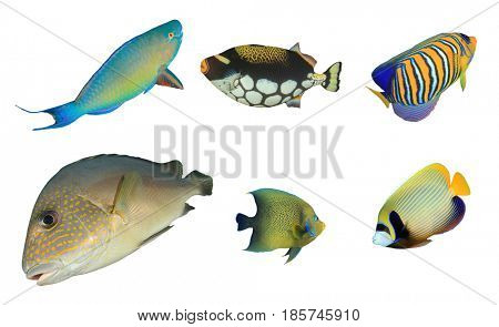 Underwater fish collection. Tropical coral reef fish. Fish isolated on white background. Cutouts parrotfish, triggerfish, angelfish, sweetlips