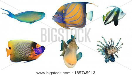 Fish isolated. Reef fish white background. Tropical fish cutout. Parrotfish, Angelfish, Bannerfish, Triggerfish, Lionfish