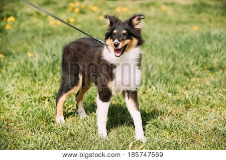 Young Happy Smiling Shetland Sheepdog Sheltie Puppy Playing Outdoor In Green Spring Meadow Grass