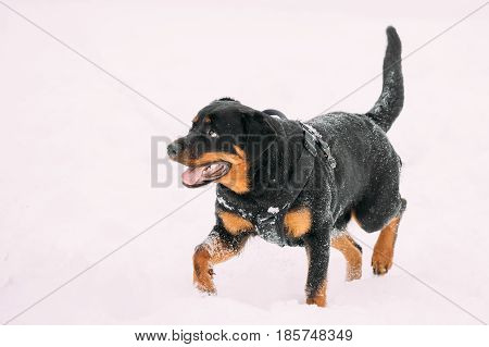 Funny Black Rottweiler Metzgerhund Dog Walking During Training. Winter Season.