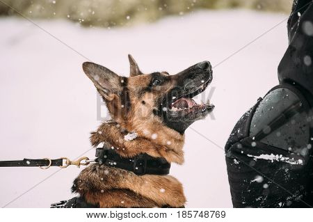 Training Of Purebred German Shepherd Young Dog Or Alsatian Wolf Dog. Attack And Defence. Winter Season. Close Up