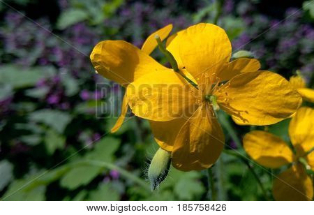 Сelandine yellow on a green background of the wood in the summer