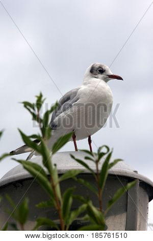 Common Gull - Larus Canus