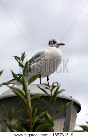 Common Gull - Larus Canus