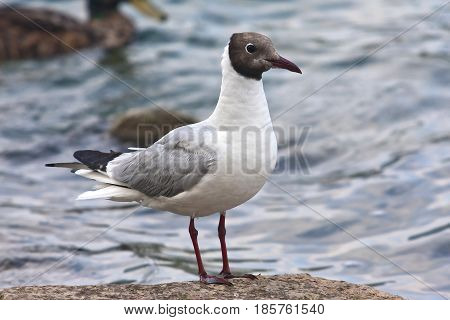Common Gull - Larus Canus