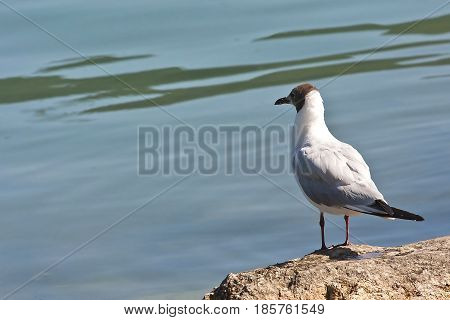 Common Gull - Larus Canus