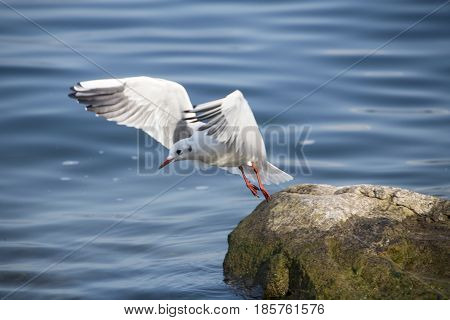 Common Gull - Larus Canus