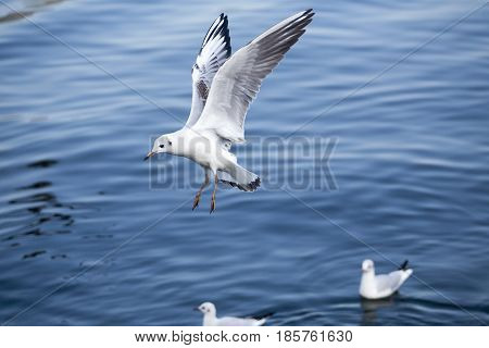 Common Gull - Larus Canus