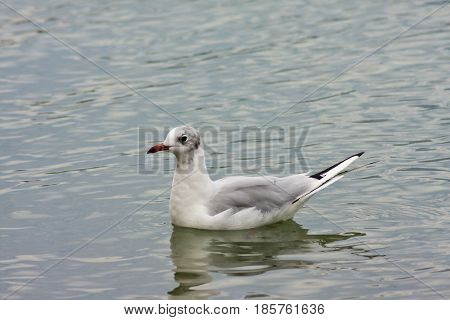 Common Gull - Larus Canus