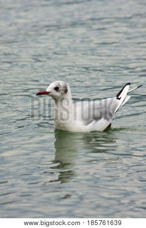 Common Gull - Larus Canus