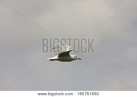 Common Gull - Larus Canus