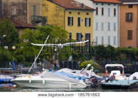 Common Gull - Larus Canus