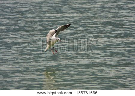 Common Gull - Larus Canus