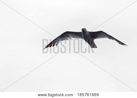 Common Gull - Larus Canus