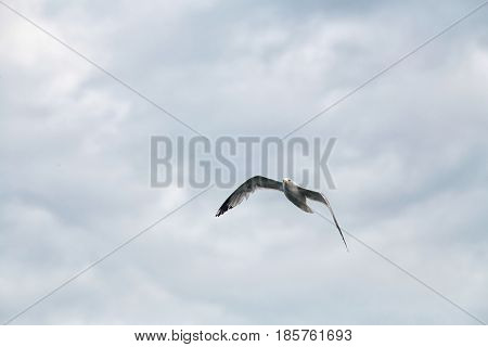 Common Gull - Larus Canus