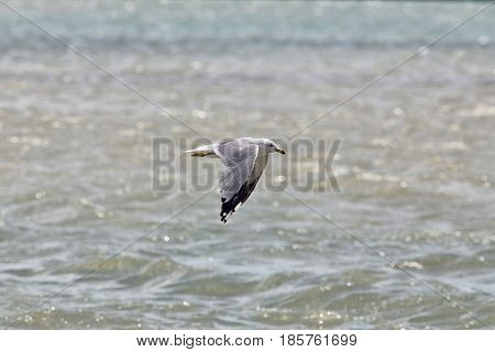 Common Gull - Larus Canus