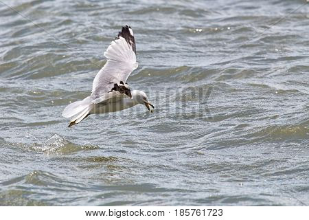 Common Gull - Larus Canus