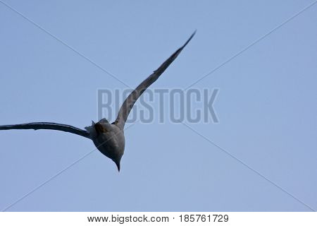 Common Gull - Larus Canus