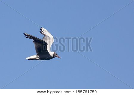 Common Gull - Larus Canus