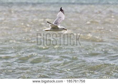 Common Gull - Larus Canus