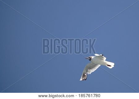 Common Gull - Larus Canus