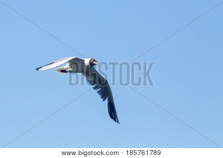 Common Gull - Larus Canus