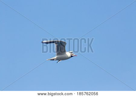 Common Gull - Larus Canus