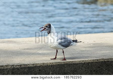 Common Gull - Larus Canus