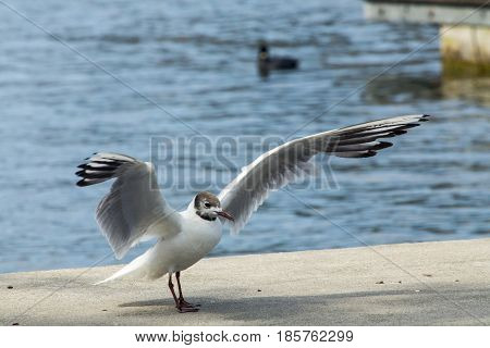 Common Gull - Larus Canus