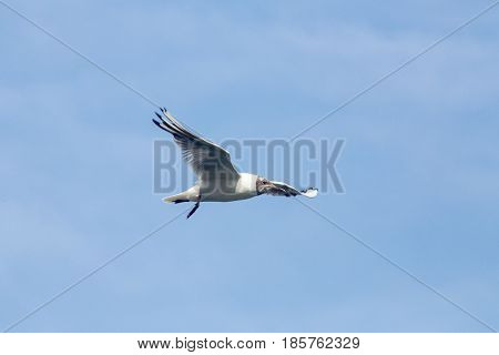 Common Gull - Larus Canus
