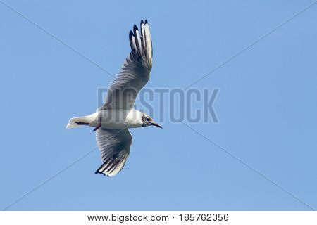 Common Gull - Larus Canus