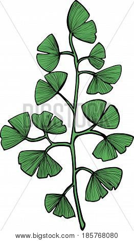Ginkgo Biloba green branch vector clip art