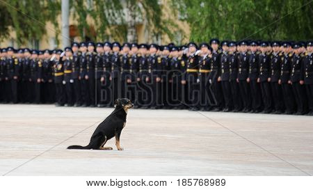 Orel Russia - May 9 2017: Celebration of 72th anniversary of the Victory Day (WWII). Black stray dog sitting in front of military men row at parade horizontal