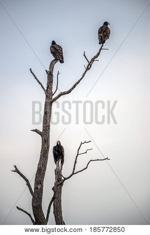 Three Turkey Vultures perched in a dead tree