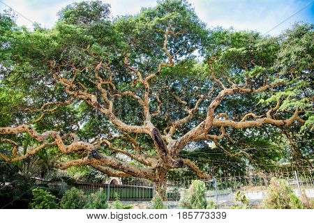 Twisted branches of acacia tree Vachellia leucophloea in Mingun, Myanmar. (Burma)