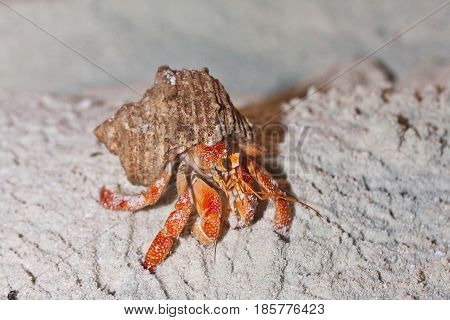 An Hermit Crab (Pagurus Bernhardus) in a sandy beach