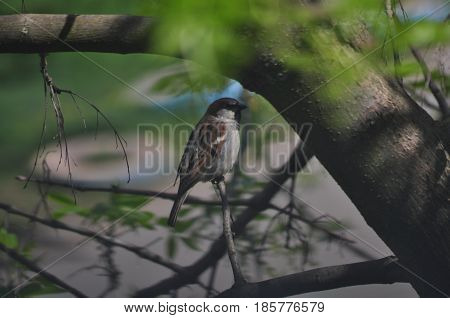 Sparrow Bird Nature Sparrow on a branch Spring Birds of Russia Small birds