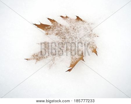 Dry maple leaf covered with snow in the forest