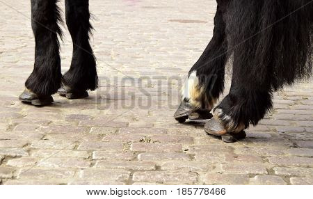 Forward and hind legs of a horse of carrier. The horse costs on a cobblestone road.