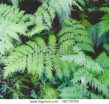 Ferns