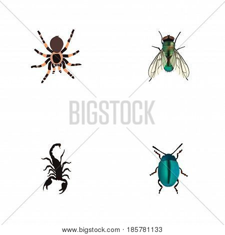 Realistic Bug, Poisonous, Housefly And Other Vector Elements. Set Of Hexapod Realistic Symbols Also Includes Scorpion, Insect, Spider Objects.