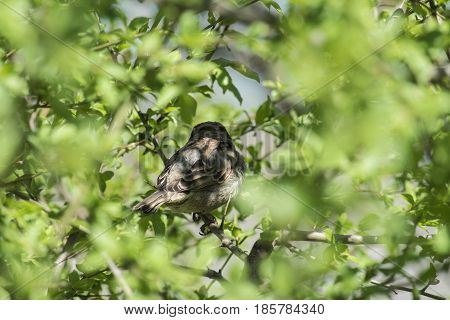 The sparrow sits in an ambush (Ukraine)