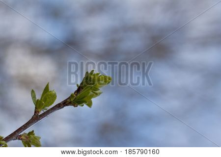 Branch with buds on a blurred background
