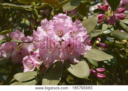 A vew of Rhododendron Christmas Cheer flowers