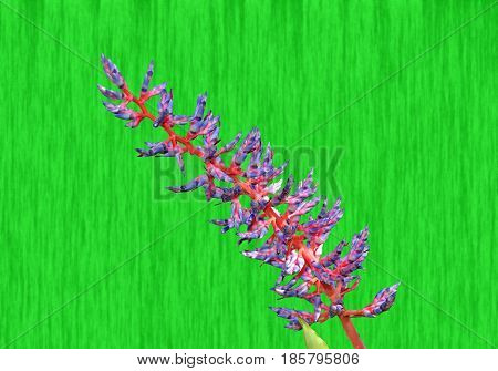A close up vew of aechmea dichlamydea var trinitensis