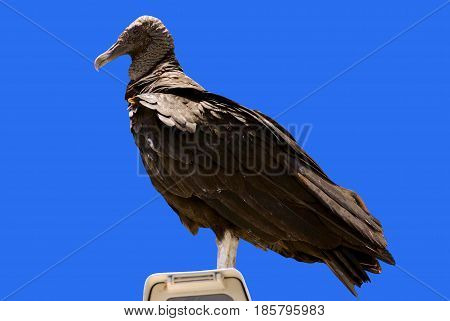 A Black Vulture Latin name Coragyps atratus