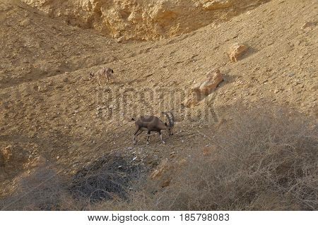 Nubian Ibex walks in Nahal Shani, Red Canyon near Eilat, Israel