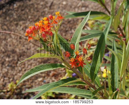 Asclepias curassavica or tropical milkweed in full blossom, selective focus on the flower, partially blurred