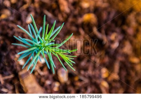 Germling Of Giant Sequoia Brown Soil Green Leafs
